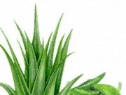 สมุนไพรรักษาสิว