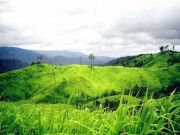 พลวัตของการจัดการป่าไม้: อดีต > ปัจจุบัน > ถอยหลังลงคลอง