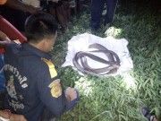 จงอาง ถูกรถทับ เชื่อเป็นงูเจ้าที่! เลื้อยไปตายหน้าศาล