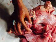 การเดินทางของเนื้อ “กุรบ่าน” ในวันอีดอัฏฮา