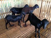 การพัฒนาอาชีพปศุสัตว์ภายใต้โครงการเมืองต้นแบบ สามเหลี่ยมมั่นคง มั่งคั่ง ยั่งยืน