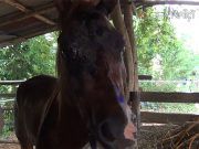 ม้าเตรียมแข่งกีฬาแห่งชาติ “สงขลาเกมส์” ตกใจตื่นวิ่งชนรถกระบะพังยับ เจ้าของควักกระเป๋าชดใช้