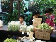 เด็ก ป.4 ใช้พื้นที่ข้างบ้านปลูกผักปลอดสารพิษ ปลูก 7 วัน ตัดไปขายตลาดนัด เก็บเงินจ่ายค่าเทอม