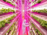 สุดล้ำ ! ญี่ปุ่นทำฟาร์ม “ผักกาดในร่ม” ไม่ง้อฟ้าฝน แถมให้ผลผลิตมากกว่าเดิม 100 เท่า !!