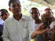 วิทยาลัยชุมชนนราฯ เปิดหลักสูตรเลี้ยง “ผึ้งชันโรง” หวังสร้างรายได้ยกระดับชุมชน