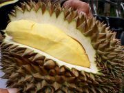 อนุมัติงบ 50 ล้าน หนุนผลิตทุเรียนคุณภาพ 3 จชต. ตั้งเป้าขยายผลผลิตไม่น้อยกว่า 3 พันตัน