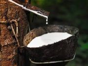 นายกฯ สั่งก.เกษตรและสหกรณ์ เร่งหามาตรการแก้ไขปัญหายางพารา